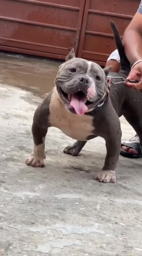 American Bull Dog | Pocket Size, farm video