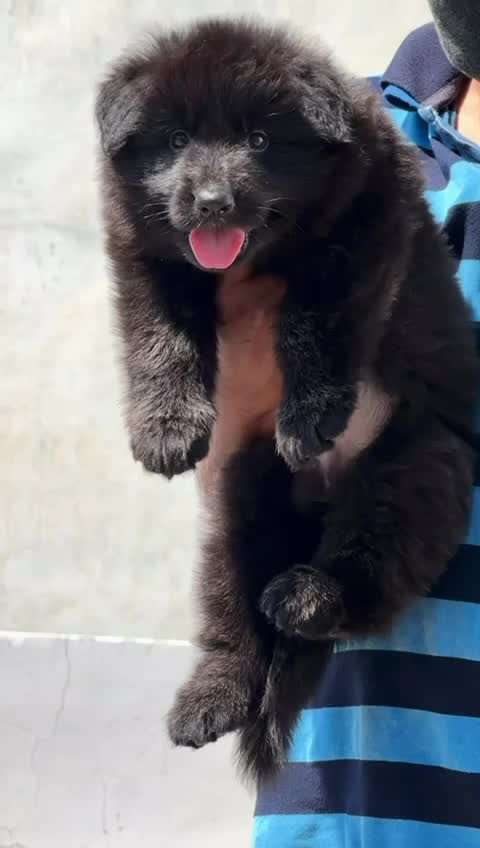 German Shepherd Puppy | Pure White, farm video