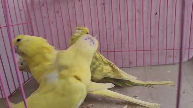 Hogoromo Budgies, farm video