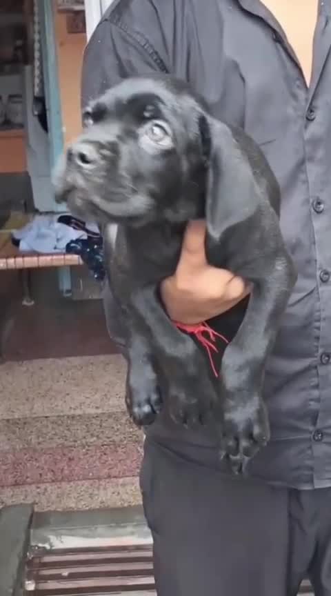 Cane Corso Puppy, farm video