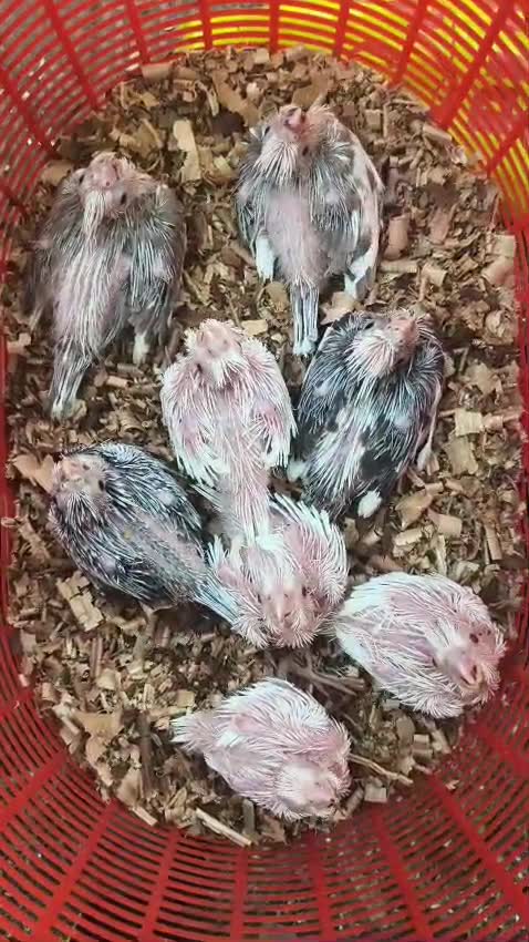 Cockatiel | Albino, farm video