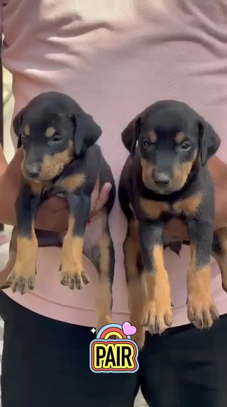 Doberman Pinscher Puppy, farm video