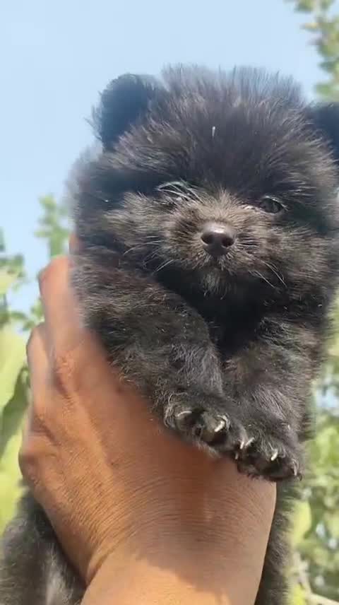 Culture Toy Pom Puppy, farm video