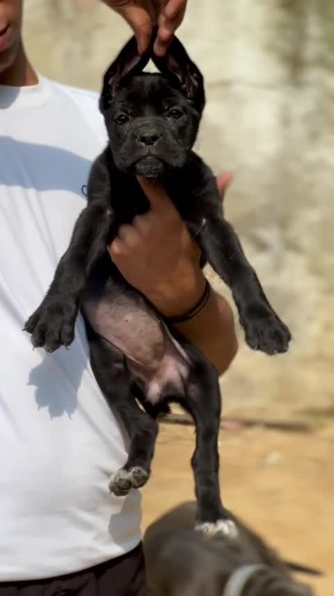 Cane Corso Puppy, farm video