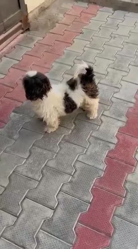 Shih Tzu Puppy Brown & Black, farm video