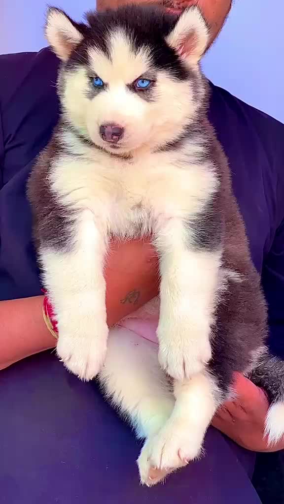Siberian Husky at an affiliated farm in Jaipur, Rajasthan