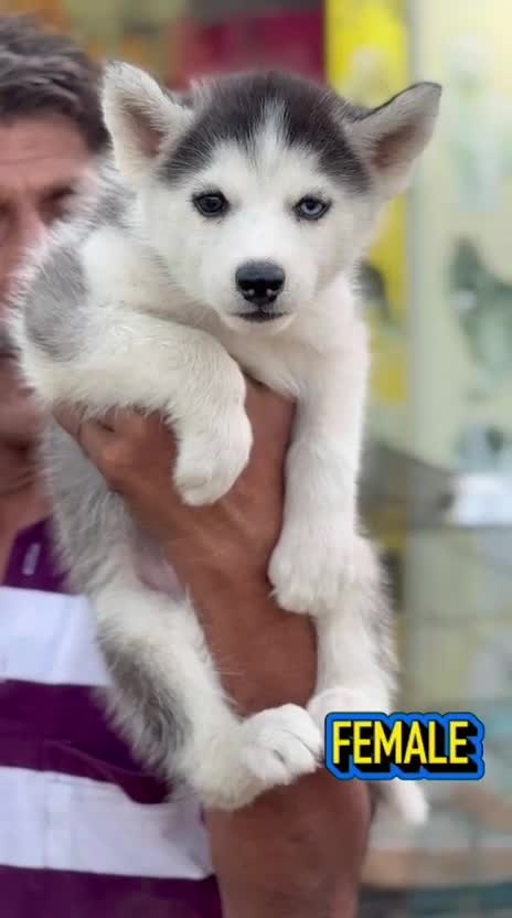 Siberian Husky Puppy | Copper & White Color, farm video