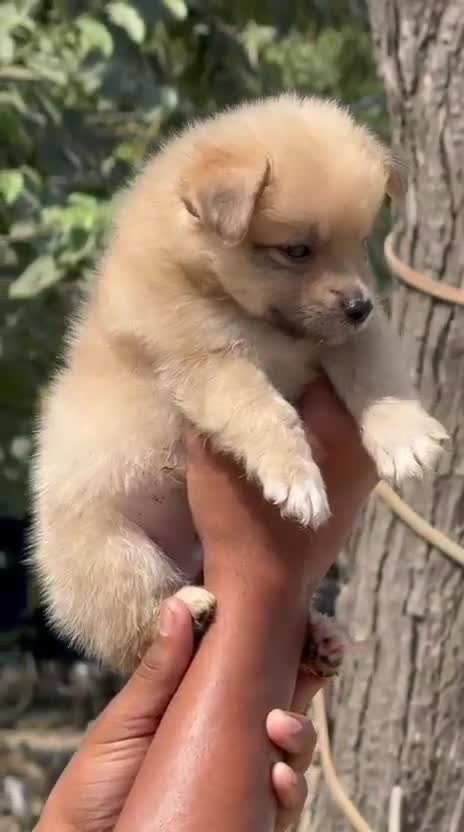 Culture Pom Puppy, farm video