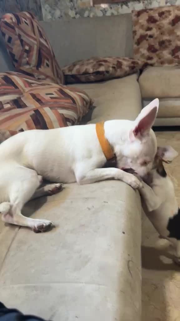 Chihuahua Puppy, farm video