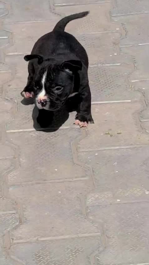 American Bully Pocket Size at an affiliated farm in Patiala, Punjab