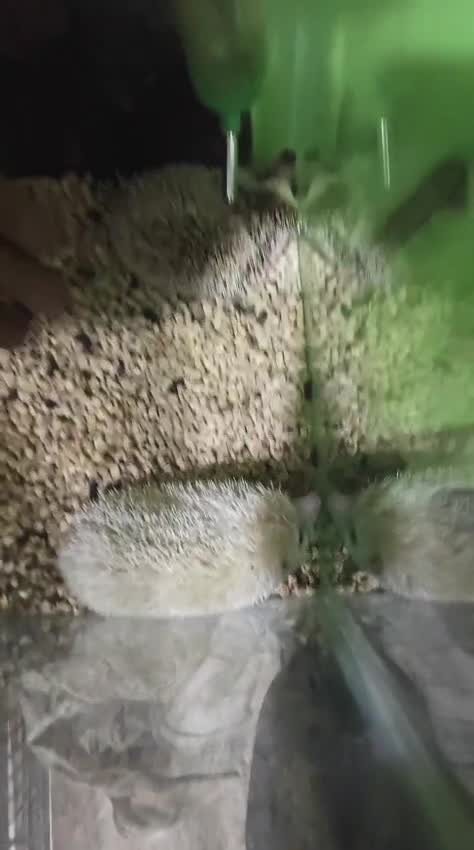 Hedgehogs Babies & Adults, farm video