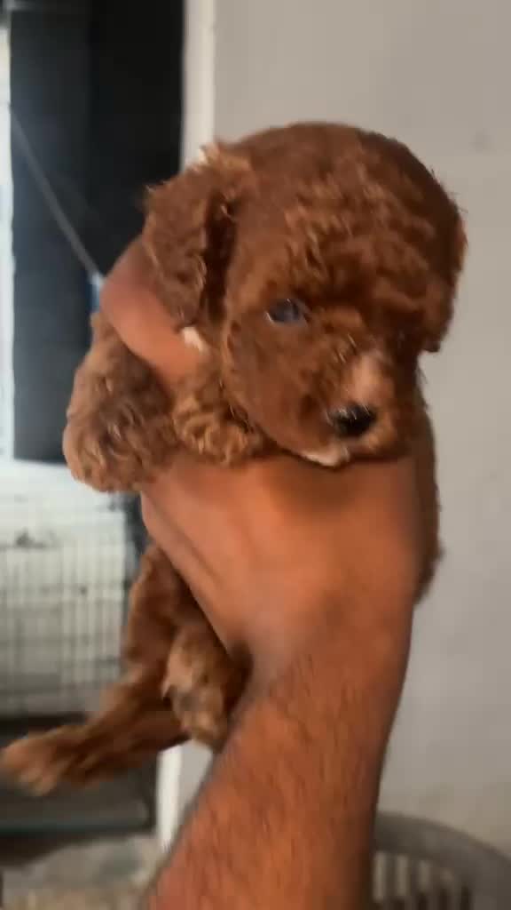 Standard Poodle Puppy, farm video