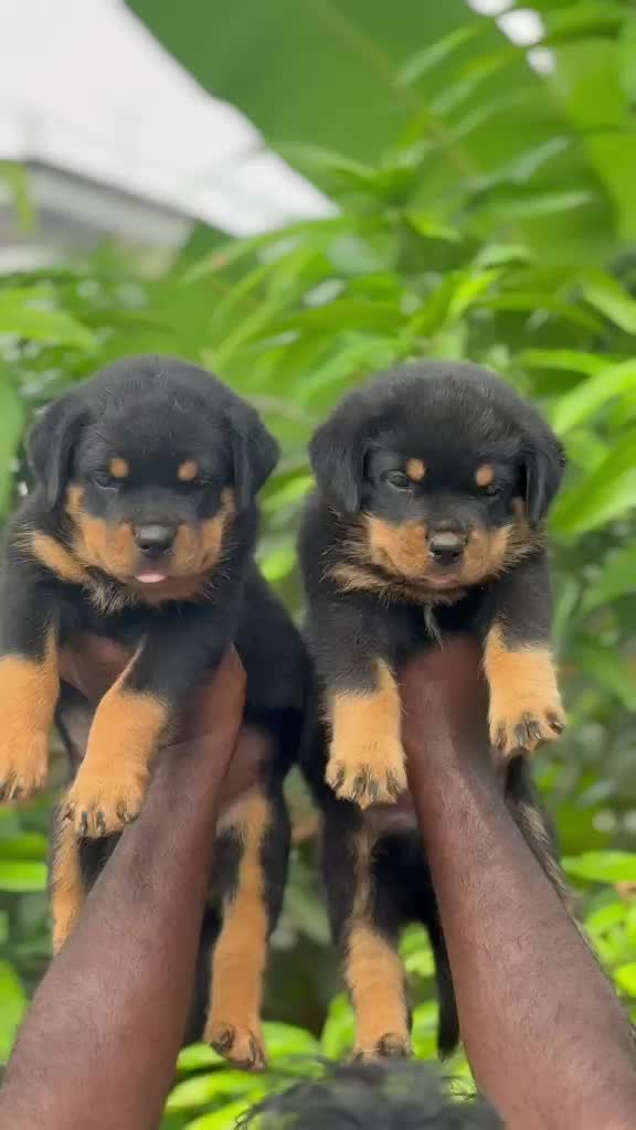 Dachshund Puppy, farm video
