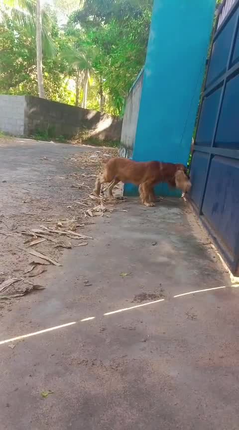 English Bull Dog Puppy, farm video