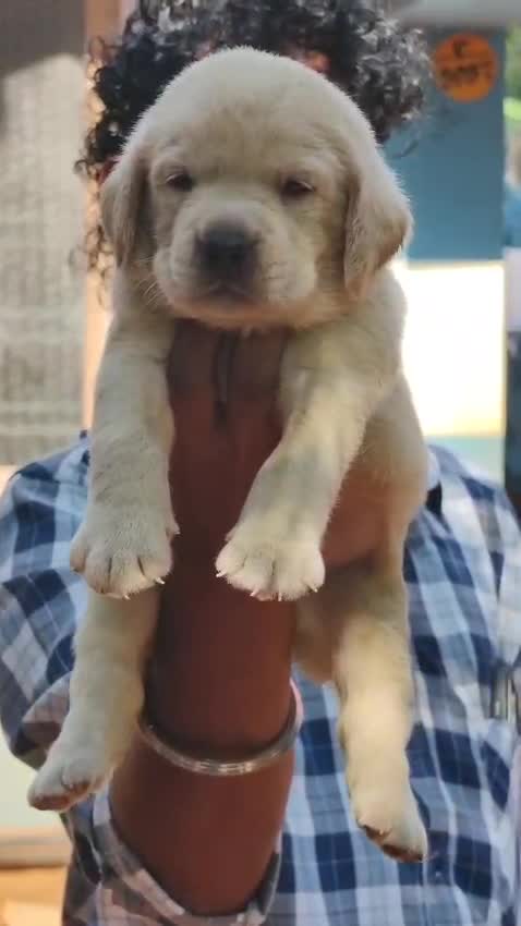 Beagle Black & Tan Puppy, farm video