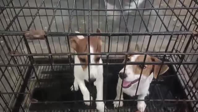 Dachshund Puppy, farm video
