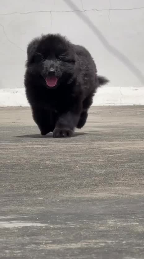 German Shepherd Puppy | Pure White, farm video