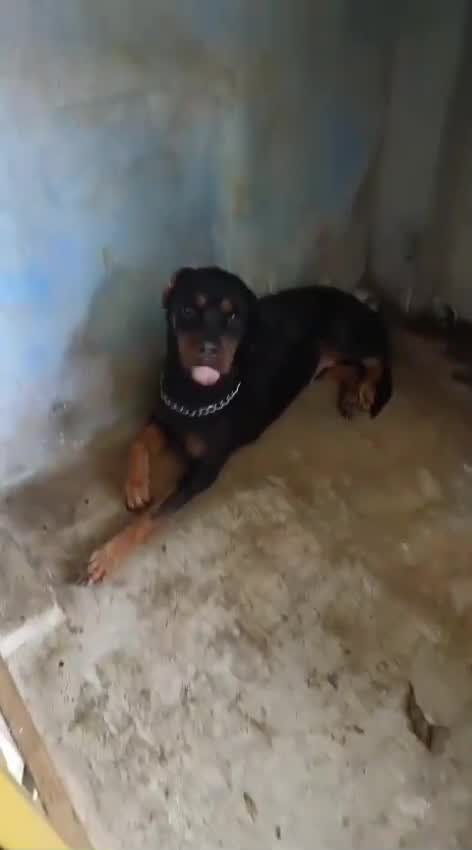 Dachshund Puppy, farm video