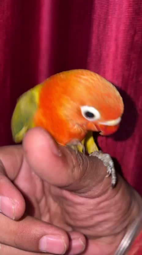 African Love Birds | Cobalt Blue, farm video