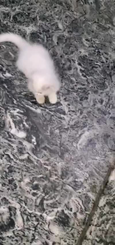 Dachshund Puppy, farm video