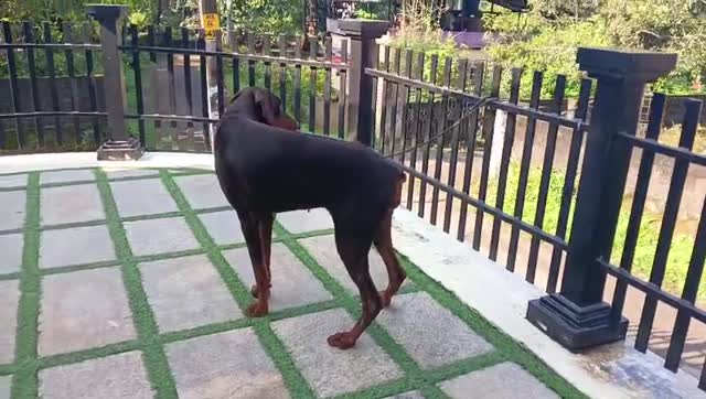 Dachshund Puppy, farm video