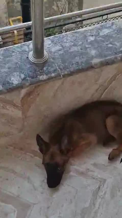 Dachshund Puppy, farm video