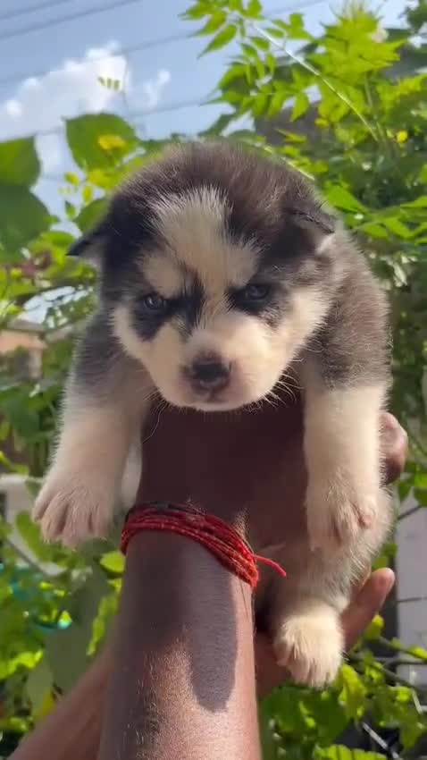 Siberian Husky at an affiliated farm in Nagpur, Maharashtra