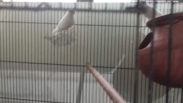 Java Sparrow, farm video
