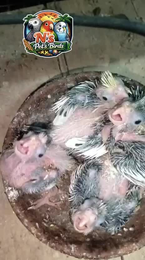 Cockatiel | Albino, farm video