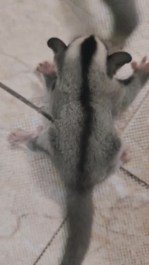 Sugar Glider | Grey, farm video