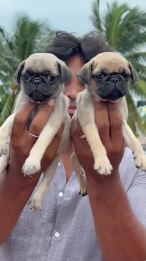 Pug Puppy | Black Color, farm video