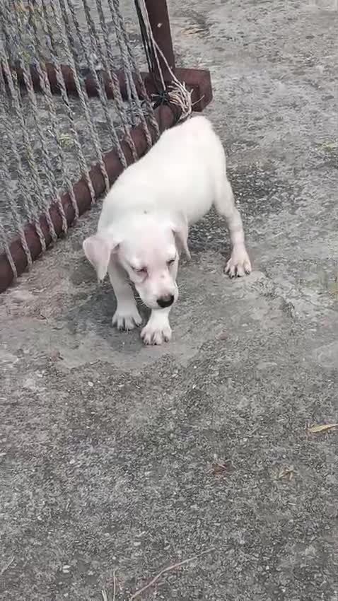Beagle Black & Tan Puppy, farm video