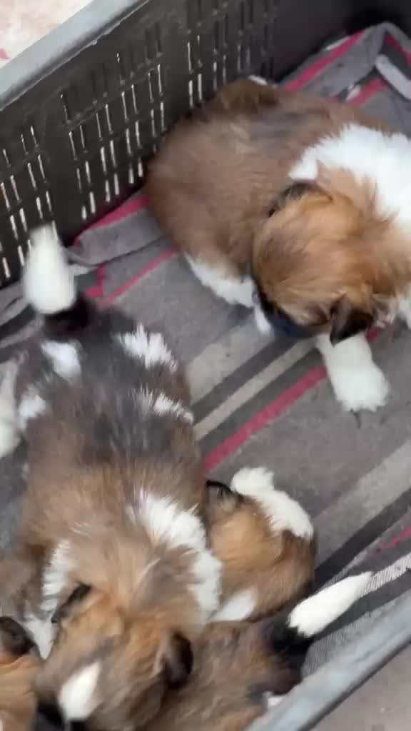 Dachshund Puppy, farm video