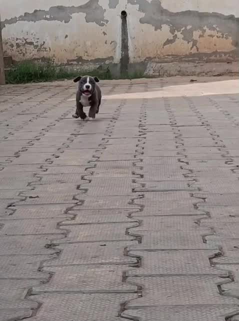 American Bully Standard Size at an affiliated farm in Patiala, Punjab