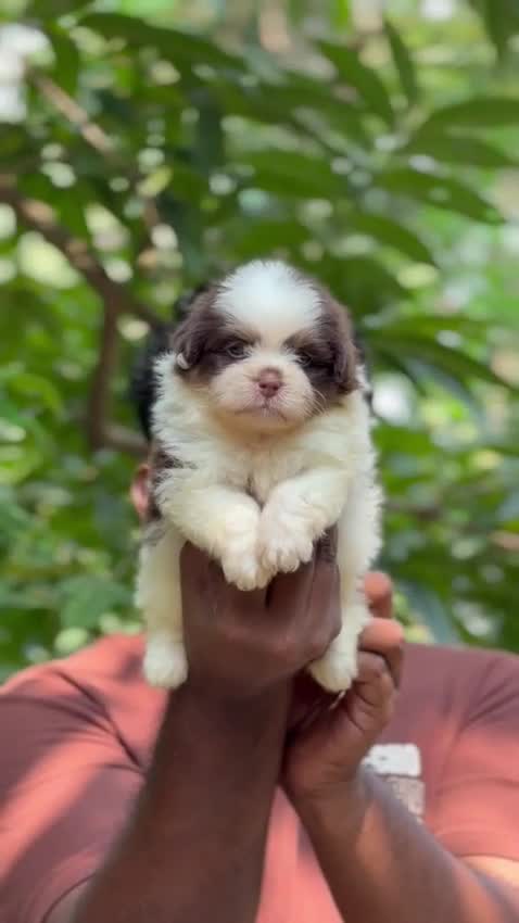 Shih Tzu at an affiliated farm in Kodungallur, Kerala