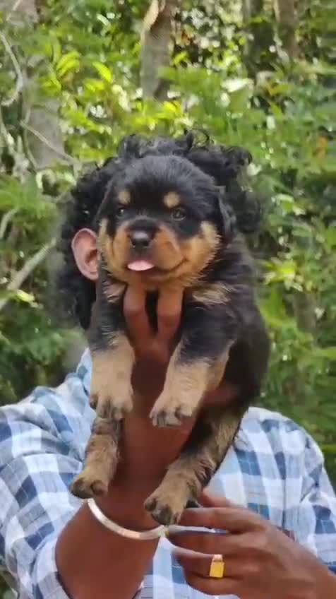 Rottweiler Puppy, farm video