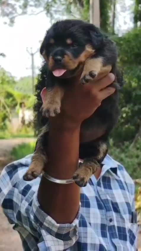 Dachshund Puppy, farm video