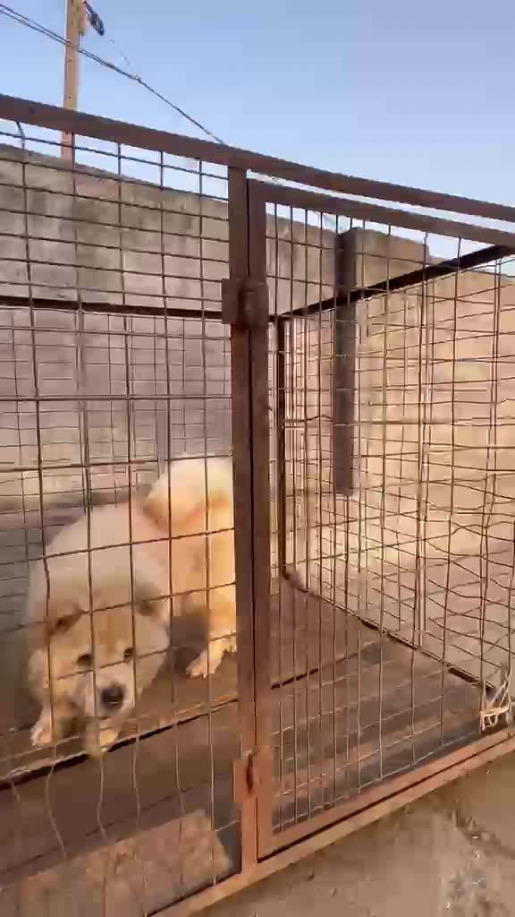 Dachshund Puppy, farm video