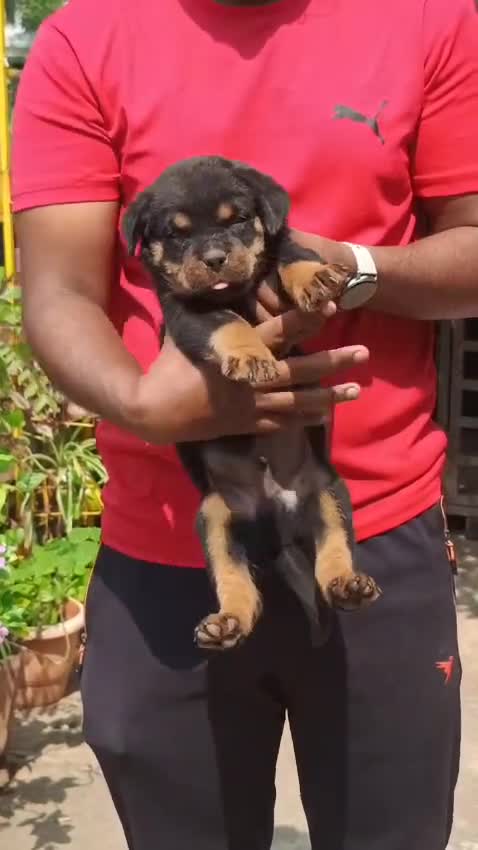 Rottweiler Puppy, farm video