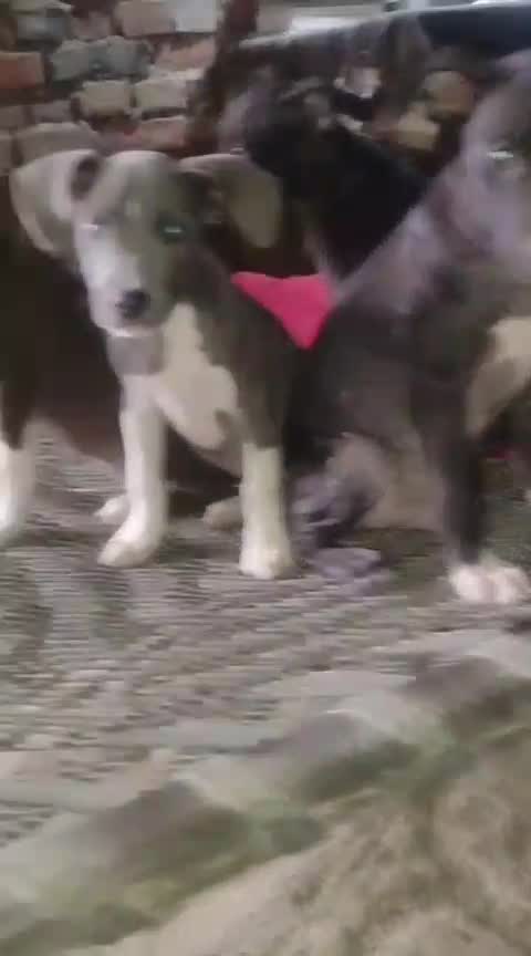 Dachshund Puppy, farm video