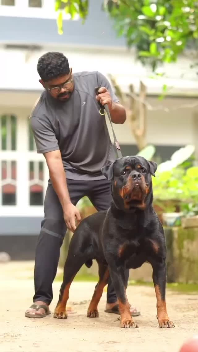 Rottweiler Puppy, farm video