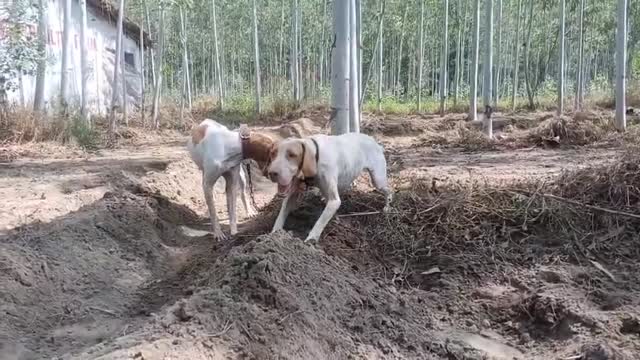 Dachshund Puppy, farm video