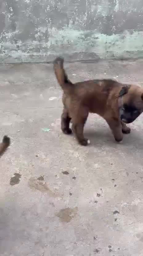 Belgian Malinois Puppy, farm video