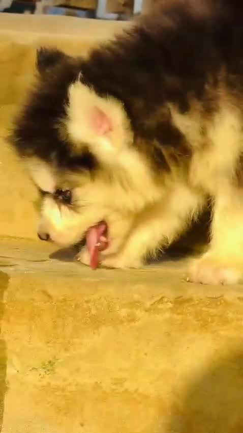 Siberian Husky Puppy | Black & White Color, farm video