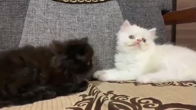 Persian, farm video