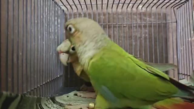 Pineapple Headed Conure, farm video