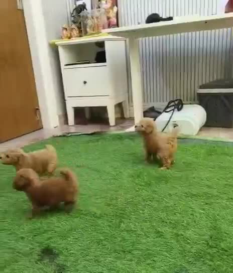 Standard Poodle Puppy, farm video