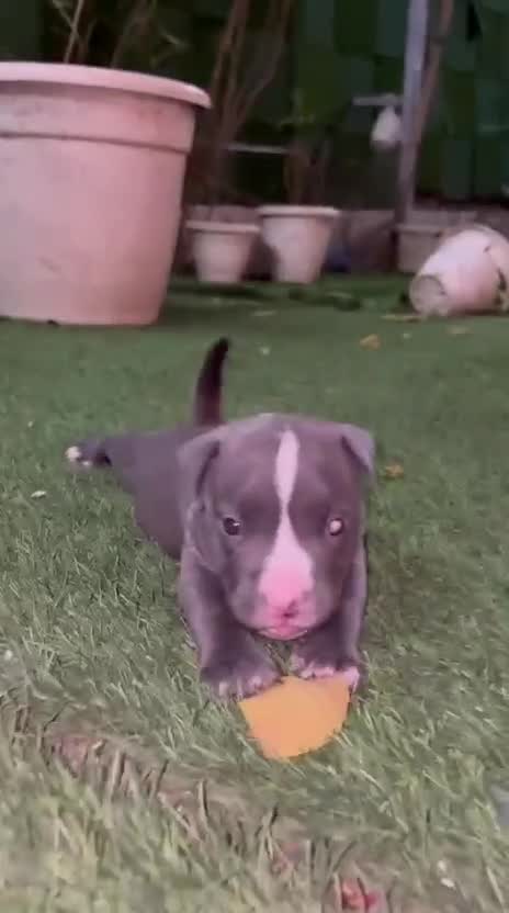 American Bully Pocket Size Puppy, farm video
