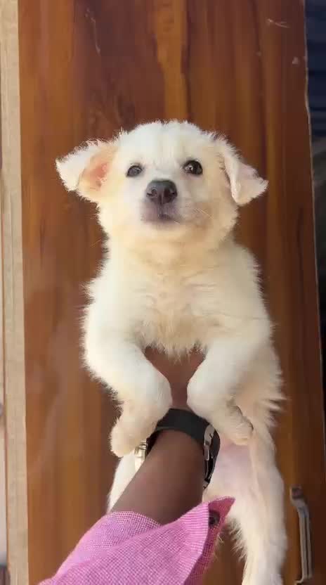 Culture Pom Puppy | White Color, farm video