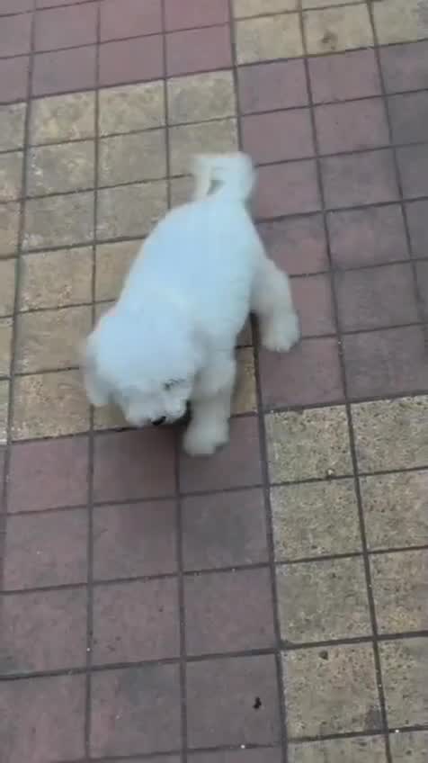 Bichon Frise at an affiliated farm in Nashik, Maharashtra